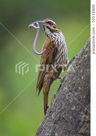 Scimitar billed Woodcreeper,hunting a worm. 50538808