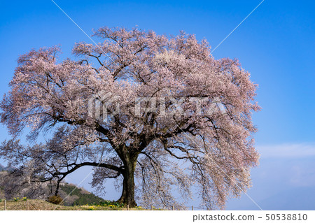 山梨縣Wanizuka尼崎市的櫻花 50538810
