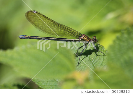 Asahina kawatombo Asahina kawatombo 50539213