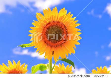 向日葵花 向日葵花 50539402