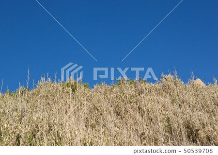 海岸線堡壘 50539708