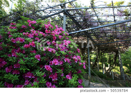 From Achi Shrine From Achi Shrine 50539784