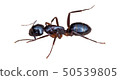 油畫樣式螞蟻例證Mikado螞蟻 50539805