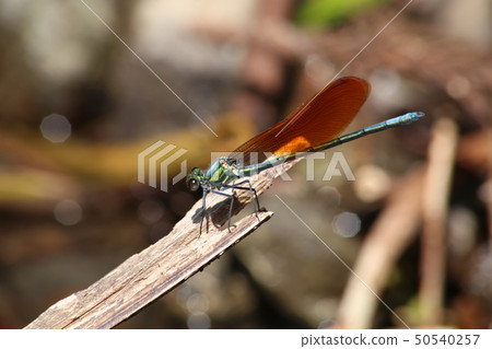 Asahina kawatombo Asahina kawatombo 50540257