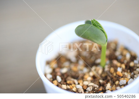 毛豆芽發芽 50540286