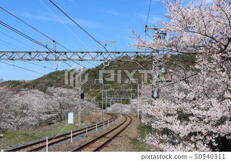 山崎站的櫻花 50540311