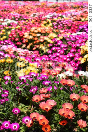 Livingstone Daisy Material Background Banshogaoka Park Akune City Kagoshima Prefecture 50540327