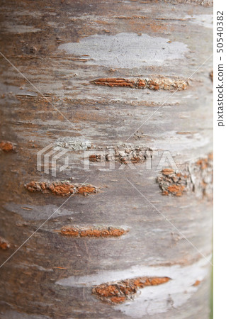 Yoshino cherry bark Yoshino cherry bark 50540382