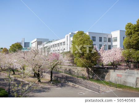 大阪薄荷盛開的櫻花 50540565