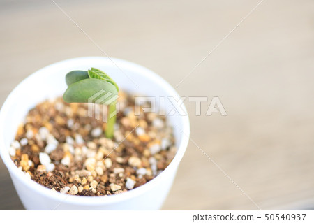 Sprout before sprout Sprout before sprout 50540937