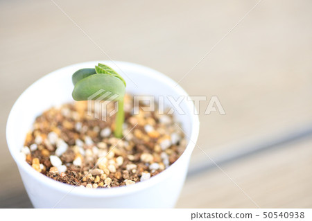 Sprout before sprout Sprout before sprout 50540938