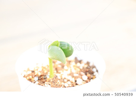 Sprout before sprout Sprout before sprout 50540939