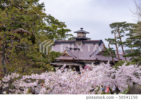 北海道函館五棱郭公園恢復了函館的辦公室和櫻花 北海道函館五棱郭公園恢復了函館的辦公室和櫻花 50541150