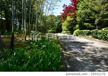 Akira Joyama Blue maple green world 50541170