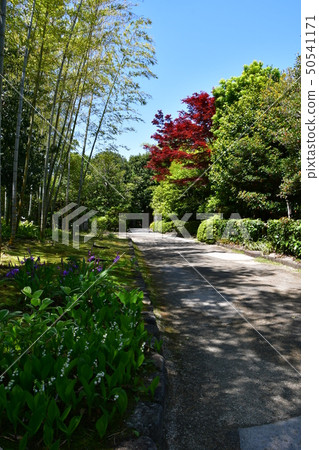 Akira Joyama藍楓綠色世界 50541171