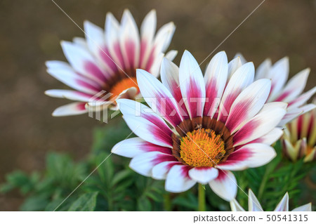 雜色菊花 50541315