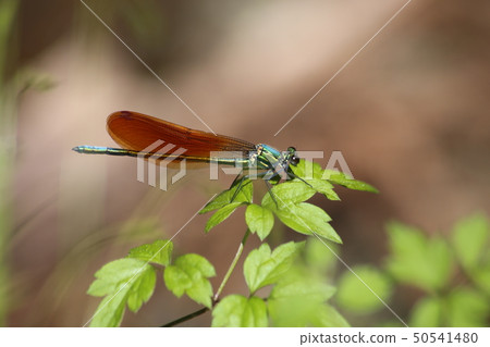 Asahina kawatombo Asahina kawatombo 50541480