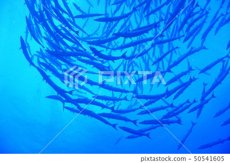 一群梭魚 50541605