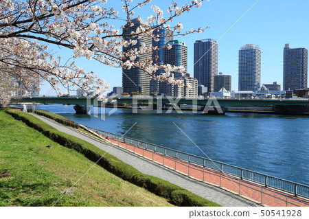 沿隅田川聳立的櫻花 50541928