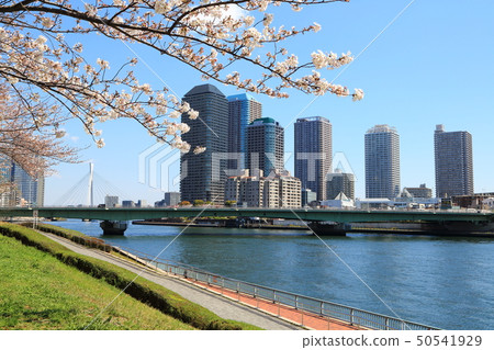 櫻花盛開在隅田川和柏島的高層公寓 50541929