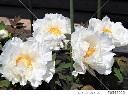 牡丹白花 50542023