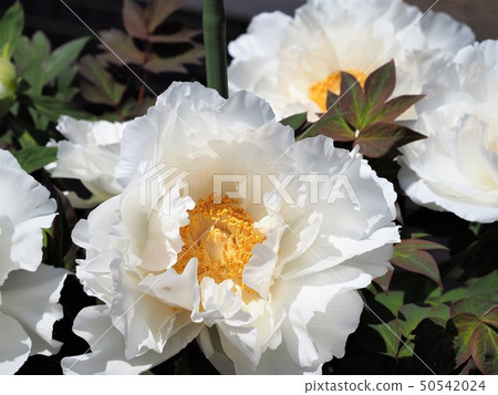 牡丹白花 50542024