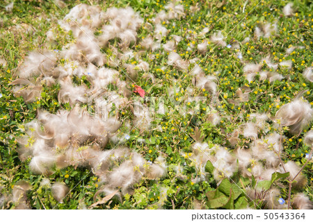 鳥的羽毛散落在田野上 鳥的羽毛散落在田野上 50543364