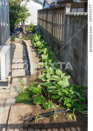 Home garden 50543577