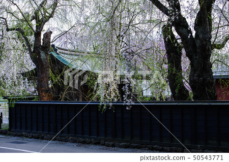 春天晚上Kakunodate秋田 50543771