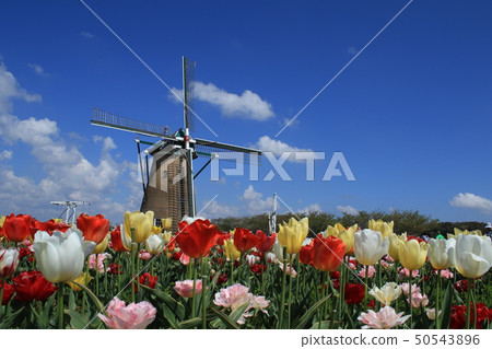 Sakura Hometown Tulipa 50543896