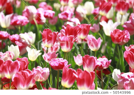 Multicolored tulips 50543996