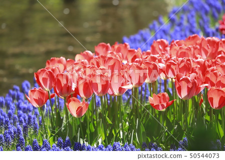 Tulips by the water Tulips by the water 50544073