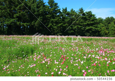 Cemetery, flower, 50544156