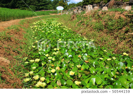 Cemetery, flower, 50544159