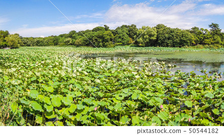 Lotus pond in Hattori Ryokuchi Park (1-1, Hattori Ryokuchi, Toyonaka, Osaka Prefecture) Lotus pond in Hattori Ryokuchi Park (1-1, Hattori Ryokuchi, Toyonaka, Osaka Prefecture) 50544182
