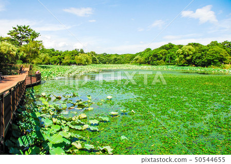 The official name of the summer lotus pond Hattori Green Space (Hyoto Green Village 1-1 in Toyonaka, Osaka Prefecture) is one of Osaka's four major green spaces in the Osaka Prefecture Hattori Green Space 50544655