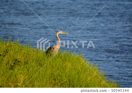 Great Blue Heron looking over Okeechobee Lake Great Blue Heron looking over Okeechobee Lake 50545144