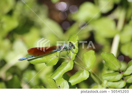 Asahina kawatombo 50545203