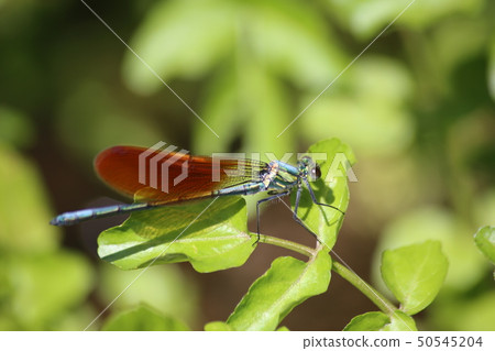 Asahina kawatombo Asahina kawatombo 50545204