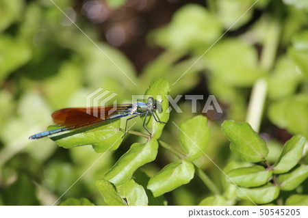 Asahina kawatombo 50545205