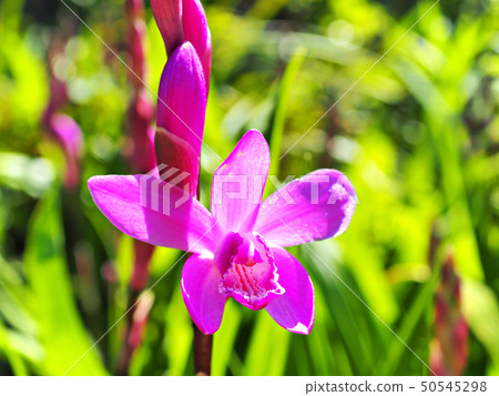 Silan purple 50545298