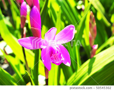 Silan purple 50545302