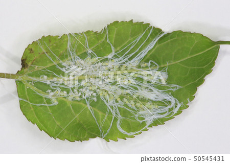 Larva of stag beetle Larva of stag beetle 50545431