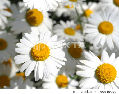 白色瑪格麗特花 50546059