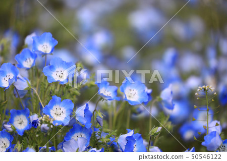 Nemophila 332 Nemophila 332 50546122