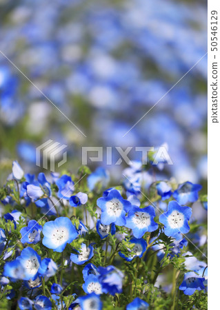 Nemophila 346 50546129
