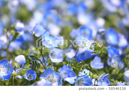 Nemophila 348 50546130