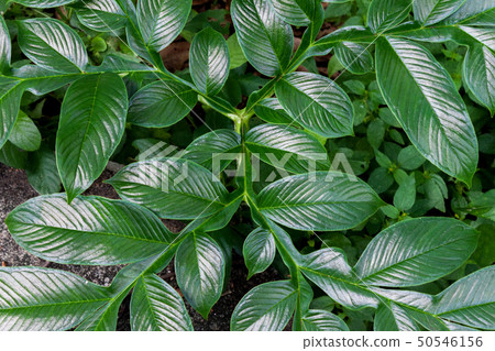 Close up of Konjac leave (Amorphophallus konjac) Close up of Konjac leave (Amorphophallus konjac) 50546156