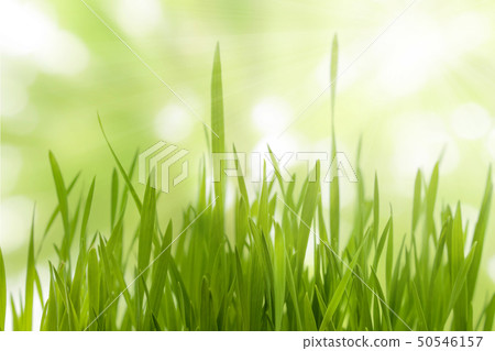 Close up of green young wheat plants background 50546157