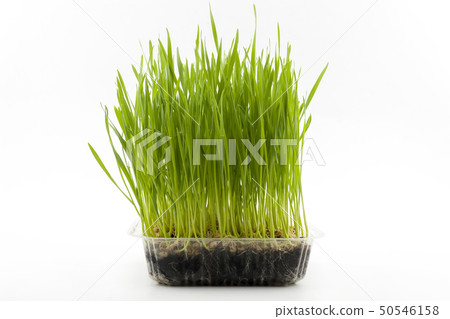 Young wheat plants in plastic box on white Young wheat plants in plastic box on white 50546158